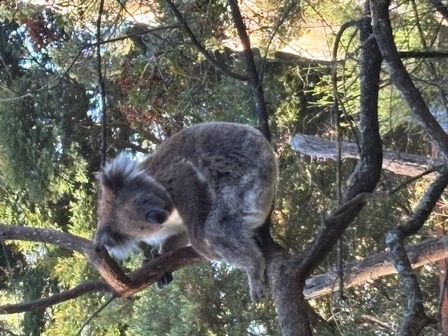 koala bear on a tree branch