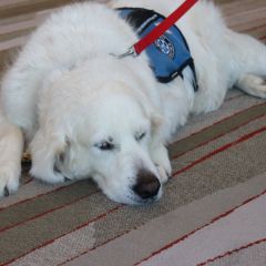 PAWS for a Break with Paw Print Ministries 